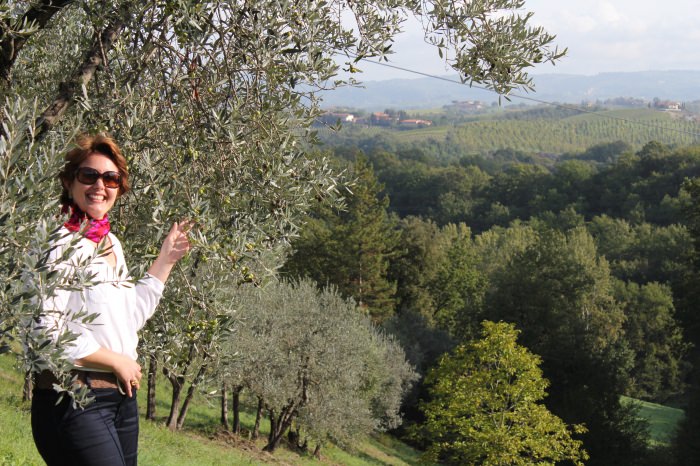 Milhares de Oliveiras Carregadas de Azeitonas na Toscana